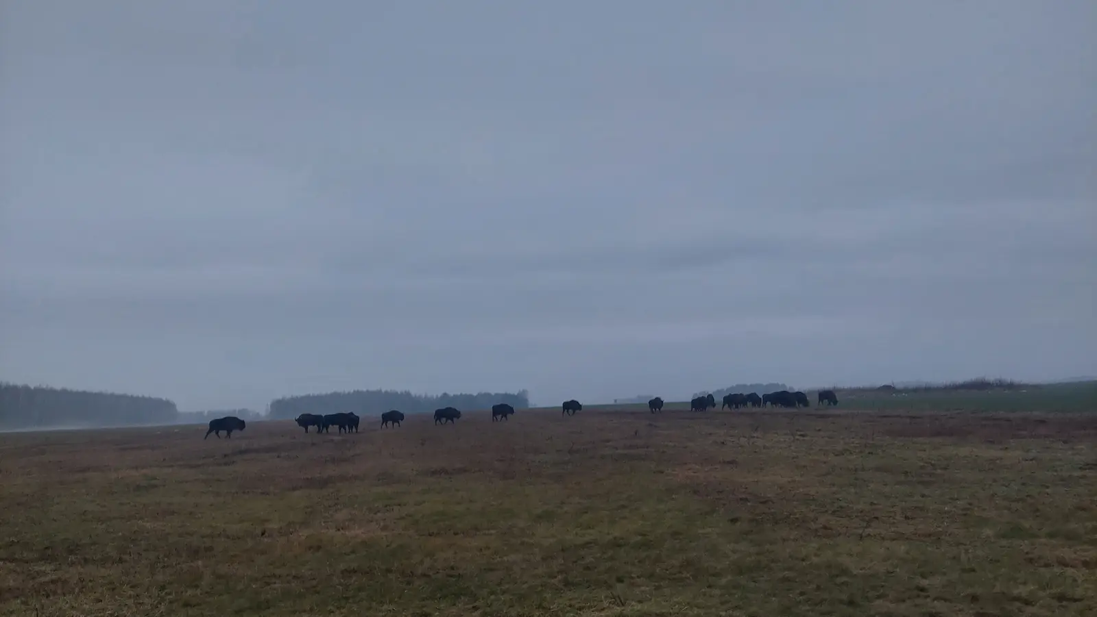 Zdjęcie krajobrazowe w formacie poziomym przedstawia stado żubrów pasących się na rozległej, jesienno-zimowej polanie. Kompozycja obrazu opiera się na szerokim planie, gdzie dominującym elementem jest niska, zmatowiała trawa oraz pasmo lasu widoczne w oddali na horyzoncie. Sylwetki zwierząt, ukazane jako ciemne kształty, rozmieszczone są w linii wzdłuż środkowej części kadru, co tworzy naturalną oś zainteresowania. Niebo zajmuje znaczną część przestrzeni, jest pokryte grubą warstwą szarych chmur, co nadaje całości surowy, mglisty i melancholijny klimat. Fotograficzna perspektywa podkreśla izolację dzikich zwierząt w ich naturalnym środowisku oraz wielkość otwartej przestrzeni pola.