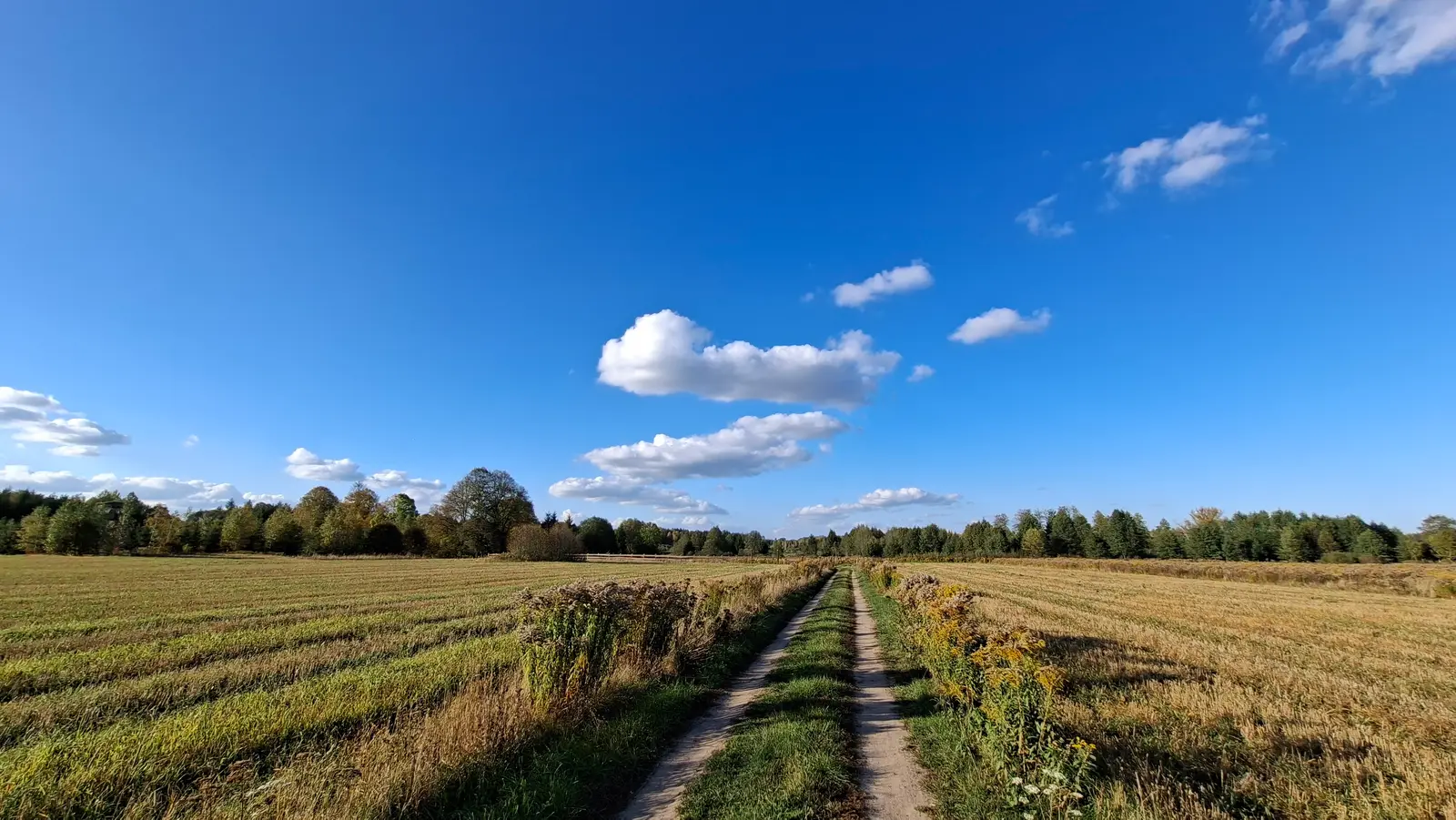 Zdjęcie przedstawia panoramiczny krajobraz polnej drogi prowadzącej przez ściernisko w kierunku linii lasu, ujęte w proporcjach szerokoekranowych 16:9. Dwukoleinowa, piaszczysta droga z pasem trawy pośrodku biegnie przez środek kompozycji, dzieląc złocisto-zielone pola na dwie niemal symetryczne części. Na pierwszym planie widać wysokie, dzikie rośliny o żółtych kwiatostanach, które rosną wzdłuż krawędzi drogi. W tle rozciąga się gęsta linia lasu liściastego i iglastego, a nad całym pejzażem dominuje czyste, intensywnie niebieskie niebo z kilkoma białymi, rozproszonymi chmurami. Oświetlenie wskazuje na słoneczny, jesienny dzień, co podkreśla spokojny i otwarty charakter wiejskiego krajobrazu.