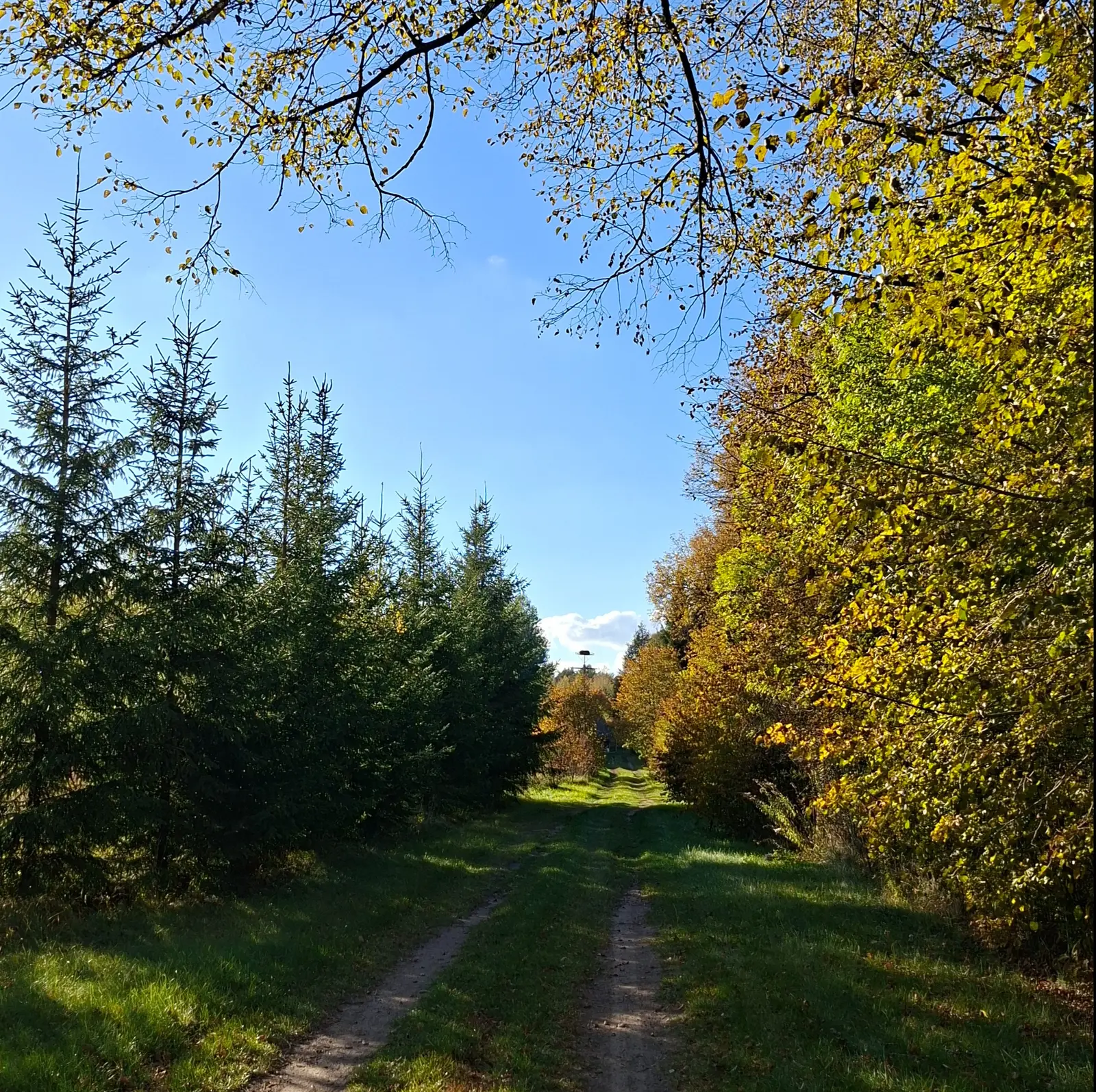 Zdjęcie wykonane w orientacji pionowej przedstawia malowniczą, polną drogę prowadzącą przez środek lasu w słoneczny dzień. Po lewej stronie widać rząd młodych, smukłych świerków, natomiast po prawej stronie znajduje się gęsta ściana drzew o liściach przebarwionych na jesienne odcienie złota i brązu. Wyraźna droga gruntowa z dwoma koleinami biegnie przez środek kompozycji, kierując wzrok widza w stronę oddalonego horyzontu. Nad całością rozpościera się intensywnie błękitne niebo, częściowo przesłonięte przez zwisające u góry gałęzie drzew. W centralnej części tła, na samym końcu drogi, widoczny jest charakterystyczny słup z bocianim gniazdem na szczycie. Cały kadr utrzymany jest w ciepłej, jesiennej kolorystyce, podkreślającej spokój i naturalne piękno przyrody.
